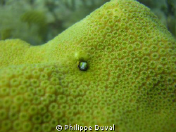 Small little fish hiding in the coral reef of xphua. by Philippe Duval 